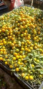 Dar Skalli Essaouira - Oase am Atlantik