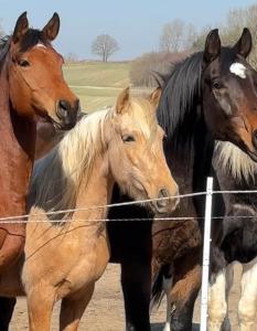 Reiterkraftquelle - Design Idylle mit Outdoor-Suite