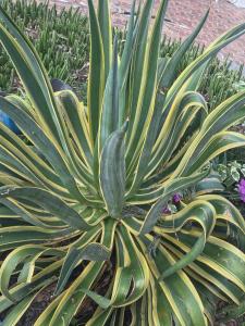 Finca Hotel Relax San Jerónimo