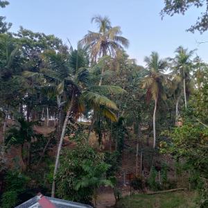 Hiriketiya Mahi Surf