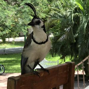 Villa de Dos Armadillos