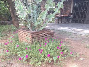 Marloth Wild Fig Studio