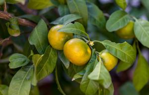 Apartment Davor & Davorka