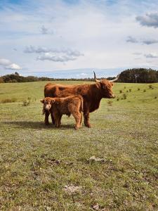 Krovacja - całoroczne domki w Puszczy Noteckiej