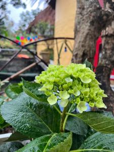 Peaceful - Nature - Green trees - Lake - Beautiful house