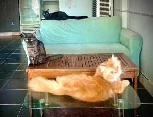 GREEN CURRY HOSTEL at Chang Klan