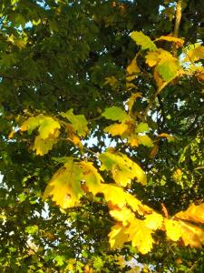La Cabane du Grand Chêne - Logement insolite, bain nordique & piscine