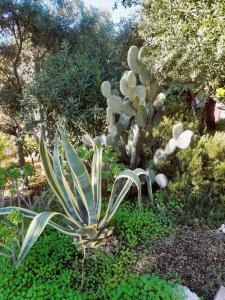 Oleandro - Appartamento Bilocale Badesi img37