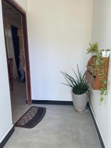 Amelia Rooms