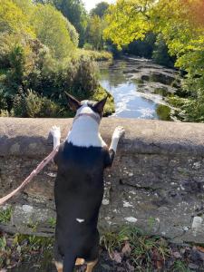 The Craighlaw Hideaway A Peaceful Village Escape 2 Bedroom Apartment with Garden