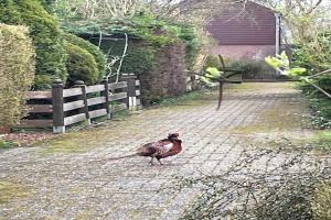 Holiday Home Warmenhuizen near Dunes