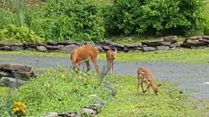 Catskills Aframe, Water View, Goat Sanctuary