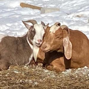 Catskills Aframe, Water View, Goat Sanctuary