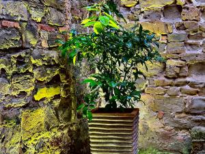 VENEZIANA Boutique Hotel Superior