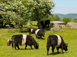 Mungeon Barn - Uk30125