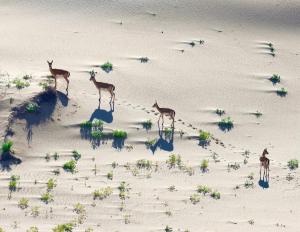 Gobi tour and chimgee guesthouse