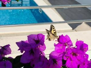 Villa Amaris - Apartments with sea view & heated swimming pool at Čiovo