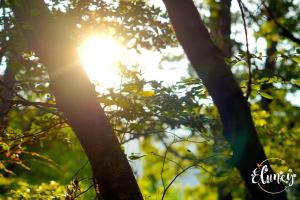 Cafeteria y cabañas Eluney - Koigue