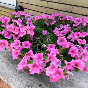 La Candelora Casa Vacanze