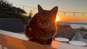 離島の宿Shiomisou