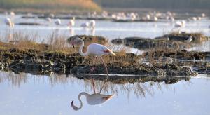 Gioia Guesthouse img50