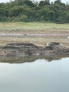 wild elephant Safari Cottage