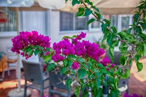 Galini Apartments Olympos Greece