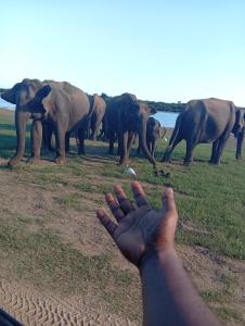 wild elephant Safari Cottage