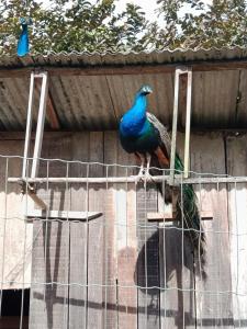 Chacara Pesque Pague Família