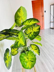 Hospedaje Quepos Tardes Doradas