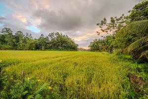 Breeze Over Paddy Field Cabana
