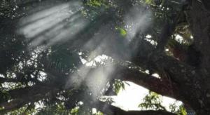 Mango House - Seaview - Homestay.