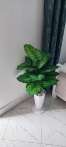 Leilani Studio Homes