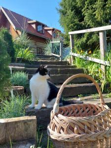 Sielski Zakątek Tokary