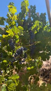 La Finca - Santa Cruz - Chile