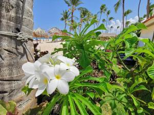 OCEANFRONT & Garden View VILLAS Hotel WIFI BBQ Parking Los Corales beach CLUB & SPA