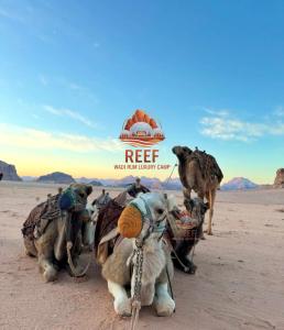 Reef Rum Luxury Camp