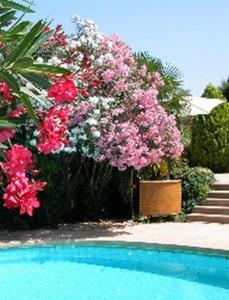 B&B / Chambres d'hotes L'Amandari - Chambres d'hotes : photos des chambres