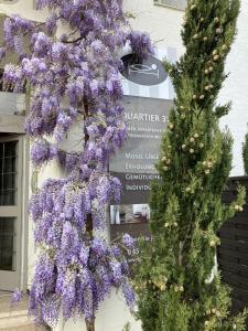 Moselblick - Ferienwohnung