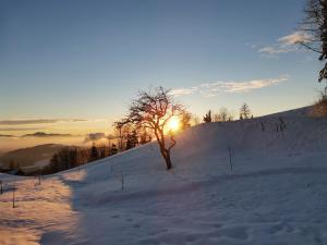 Apartma Spodnji Goltnik 1