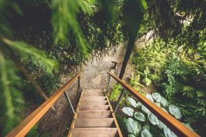 W DRZEWACh domki w koronach drzew