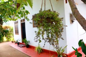 Ivy Cottage- Midigama