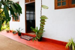 Ivy Cottage- Midigama