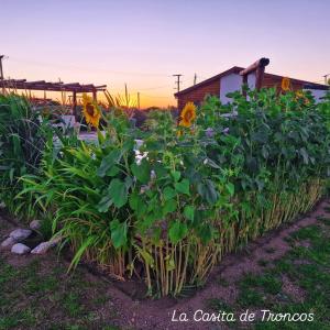 Casitas de troncos Nogoli