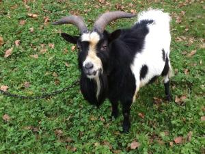 Longère 1843 entre mer et campagne - FR-1-542-79