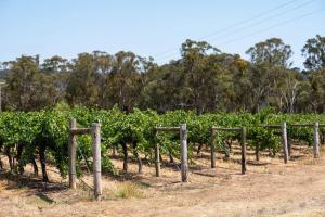 Silver Oak - Quiet Countryside Cottage by the Vines