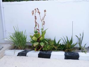 Meama Paje Guesthouse