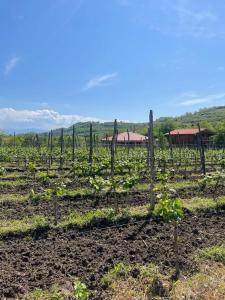 winery and guesthouse makhare