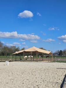 Glamping met paarden