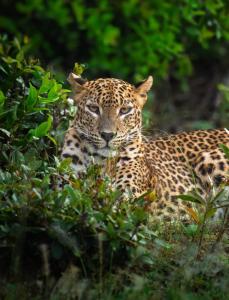 Wilpattu Landa Lodge